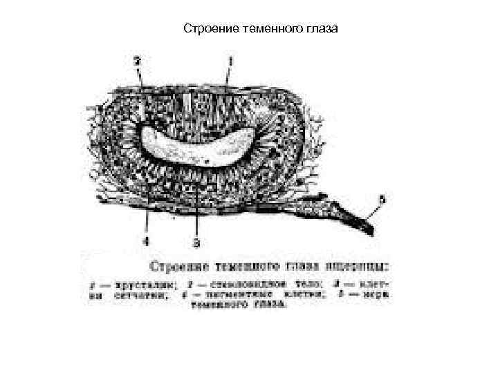 Строение теменного глаза 