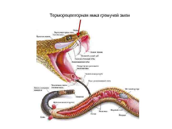 Терморецепторная ямка гремучей змеи 