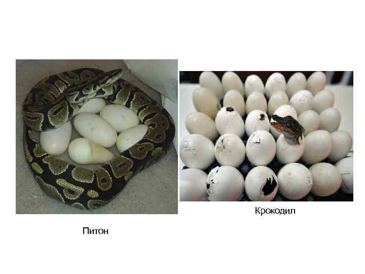 Крокодил Питон 