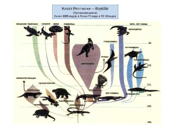 Класс Рептилии – Reptilia (Пресмыкающиеся) Около 8000 видов, в Росии 72 вида, в РО