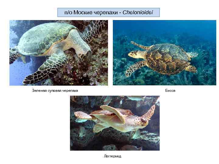 п/о Моские черепахи - Chelonioidei Зеленая суповая черепаха Бисса Логгерхед 
