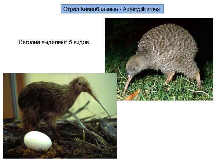 Отряд Кивиобразные - Apterygiformes Сегодня выделяют 5 видов 
