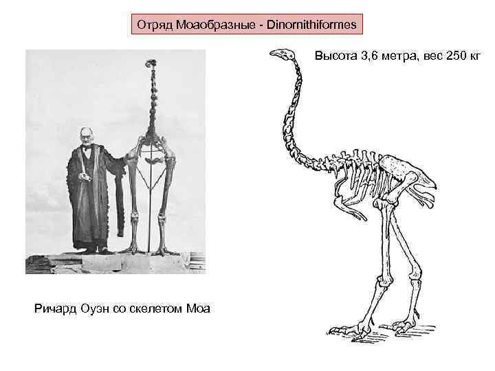 Отряд Моаобразные - Dinornithiformes Высота 3, 6 метра, вес 250 кг Ричард Оуэн со