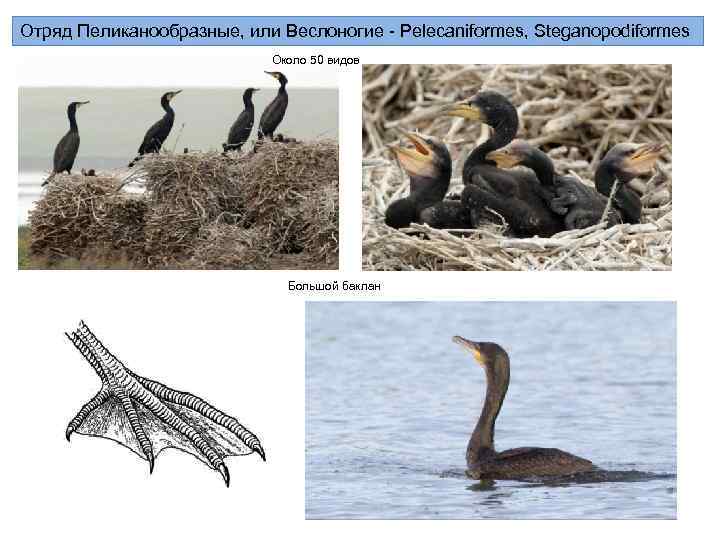 Отряд Пеликанообразные, или Веслоногие - Pelecaniformes, Steganopodiformes Около 50 видов Большой баклан 
