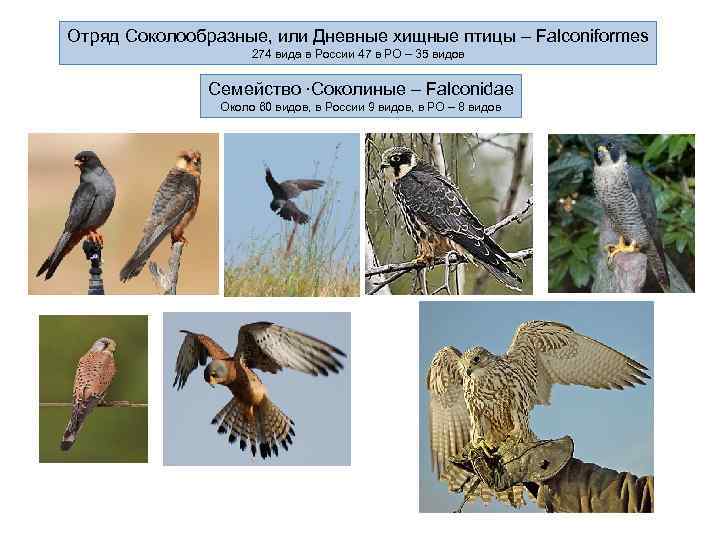 Отряд Соколообразные, или Дневные хищные птицы – Falconiformes 274 вида в России 47 в