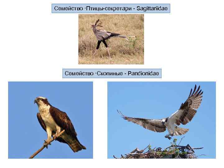 Семейство ·Птицы-секретари - Sagittariidae Семейство ·Скопиные - Pandionidae 