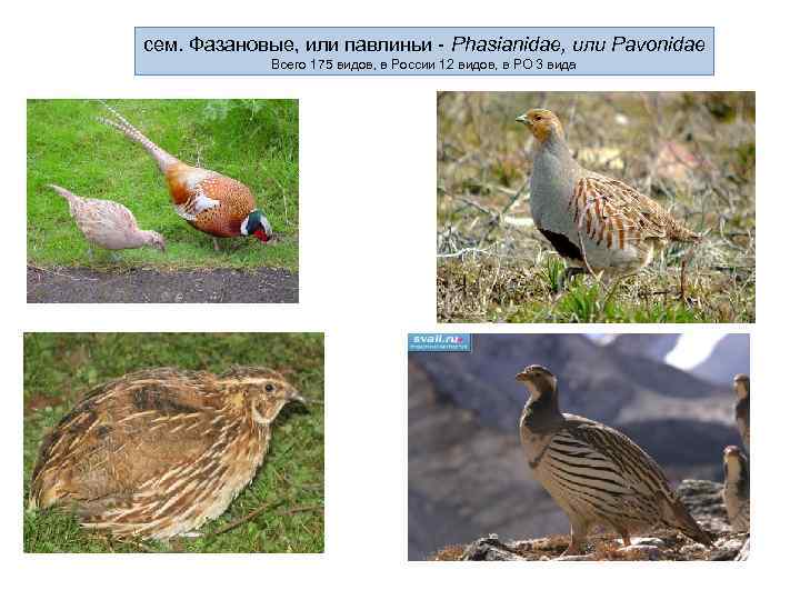 сем. Фазановые, или павлиньи - Phasianidae, или Pavonidae Всего 175 видов, в России 12