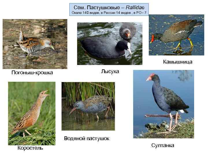 Сем. Пастушковые – Rallidae Около 140 видов, в России 14 видов , в РО