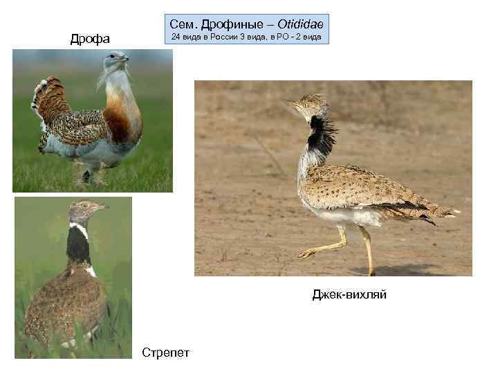 Сем. Дрофиные – Otididae Дрофа 24 вида в России 3 вида, в РО -