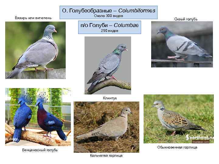 О. Голубеобразные – Columbiformes Вяхирь или витютень Около 300 видов Сизый голубь п/о Голуби