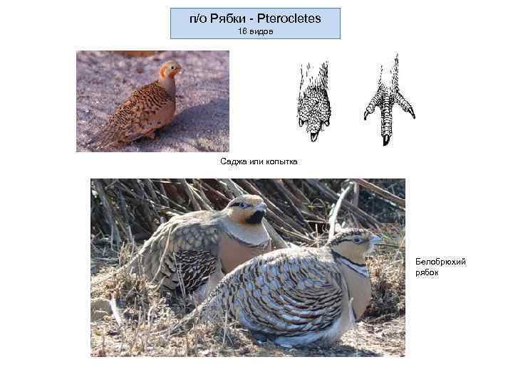 п/о Рябки - Pterocletes 16 видов Саджа или копытка Белобрюхий рябок 