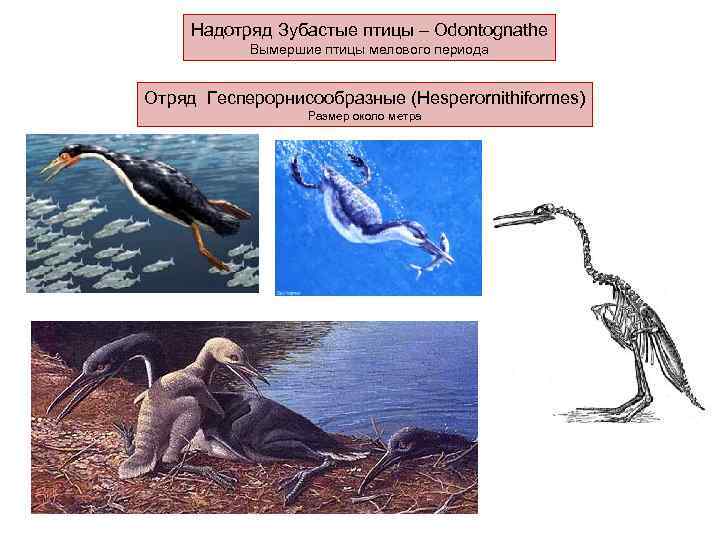 Надотряд Зубастые птицы – Odontognathe Вымершие птицы мелового периода Отряд Гесперорнисообразные (Hesperornithiformes) Размер около