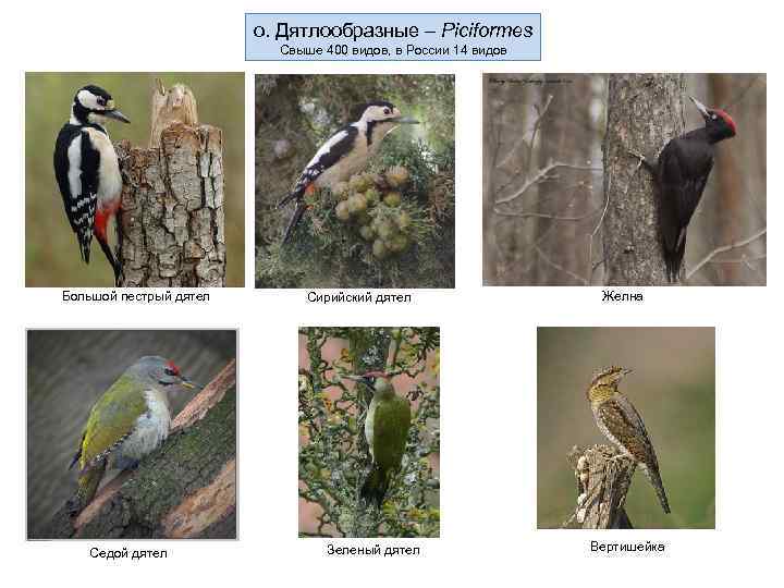 о. Дятлообразные – Piciformes Свыше 400 видов, в России 14 видов Большой пестрый дятел