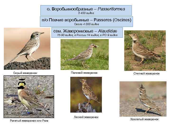 о. Воробьинообразные – Passeriformes 5 400 видов п/о Певчие воробьиные – Passeres (Oscines) Около