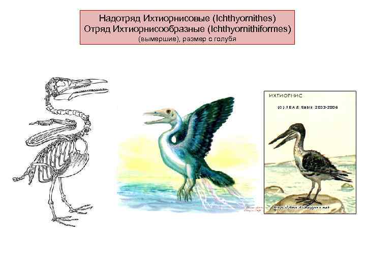 Надотряд Ихтиорнисовые (Ichthyornithes) Отряд Ихтиорнисообразные (Ichthyornithiformes) (вымершие), размер с голубя 
