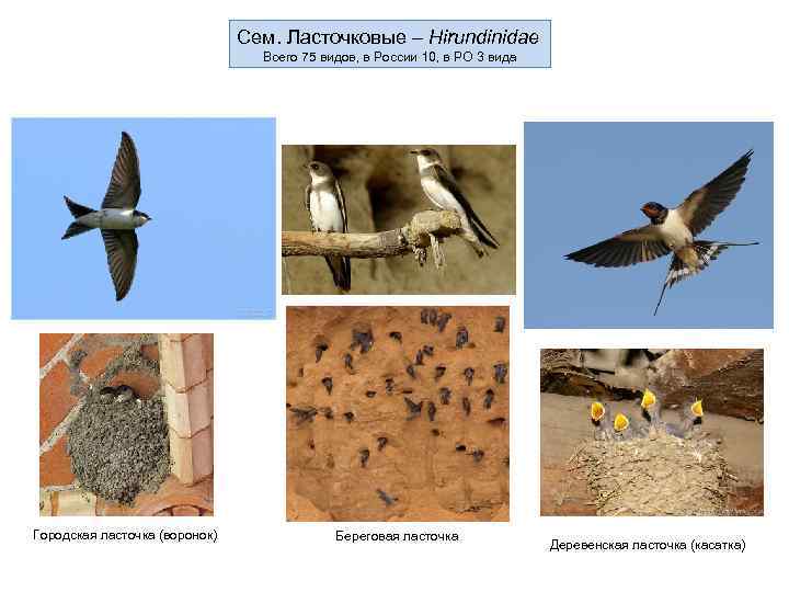 Сем. Ласточковые – Hirundinidae Всего 75 видов, в России 10, в РО 3 вида