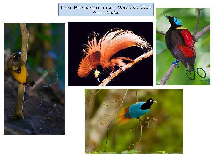 Сем. Райские птицы – Paradisaeidae Около 40 видов 