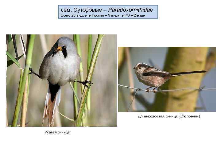сем. Суторовые – Paradoxornithidae Всего 20 видов, в России – 3 вида, в РО