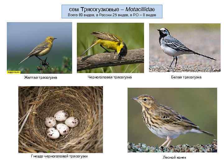 сем Трясогузковые – Motacillidae Всего 60 видов, в России 25 видов, в РО –
