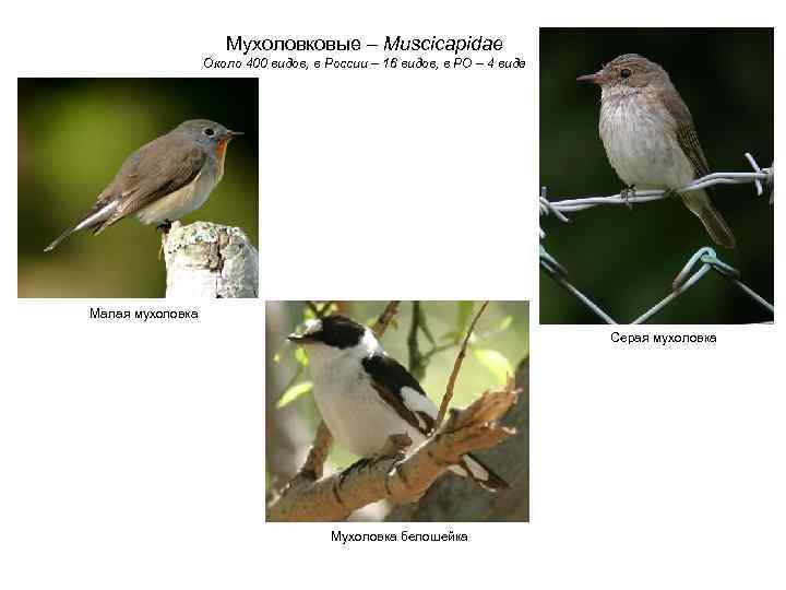 Мухоловковые – Muscicapidae Около 400 видов, в России – 16 видов, в РО –