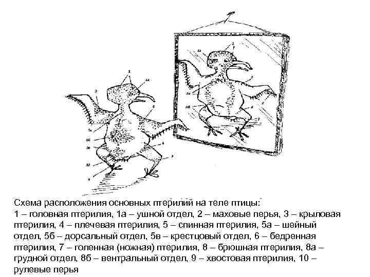 Схема расположения основных птерилий на теле птицы: 1 – головная птерилия, 1 а –