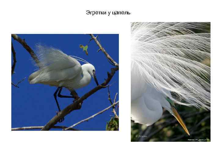 Эгретки у цапель 