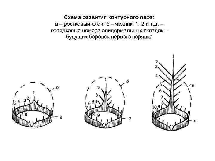 Схема развития контурного пера: а – ростковый слой; б – чехлик; 1, 2 и