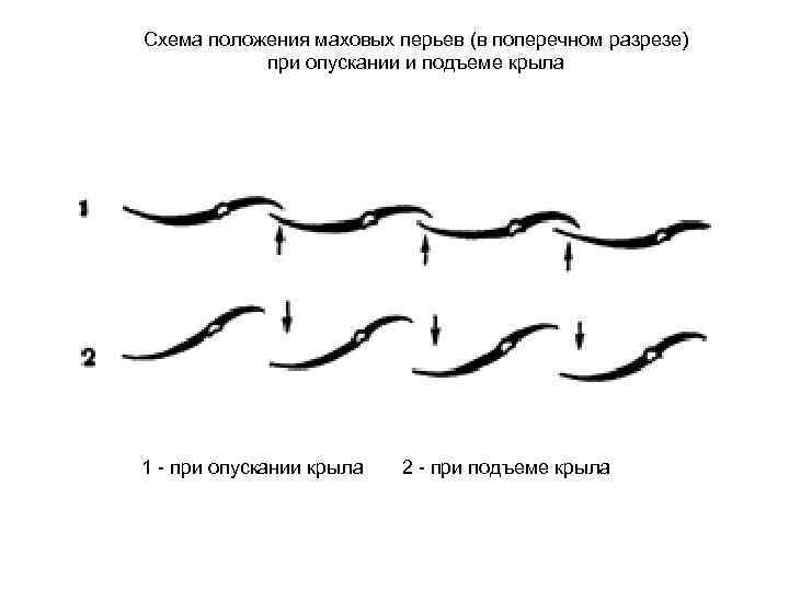 Схема положения маховых перьев (в поперечном разрезе) при опускании и подъеме крыла 1 -