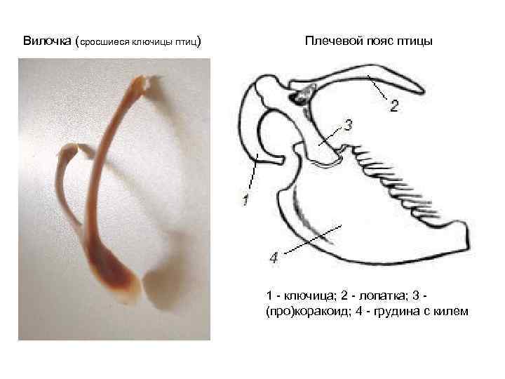 Вилочка (сросшиеся ключицы птиц) Плечевой пояс птицы 1 - ключица; 2 - лопатка; 3