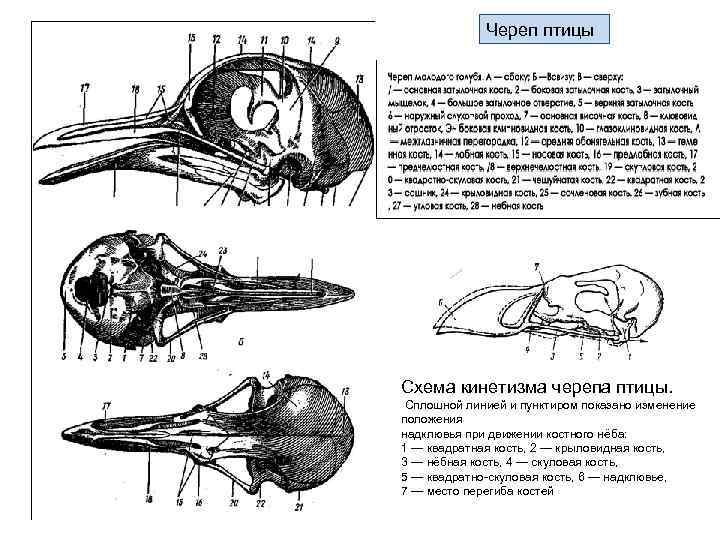 Череп птицы Схема кинетизма черепа птицы. Сплошной линией и пунктиром показано изменение положения надклювья