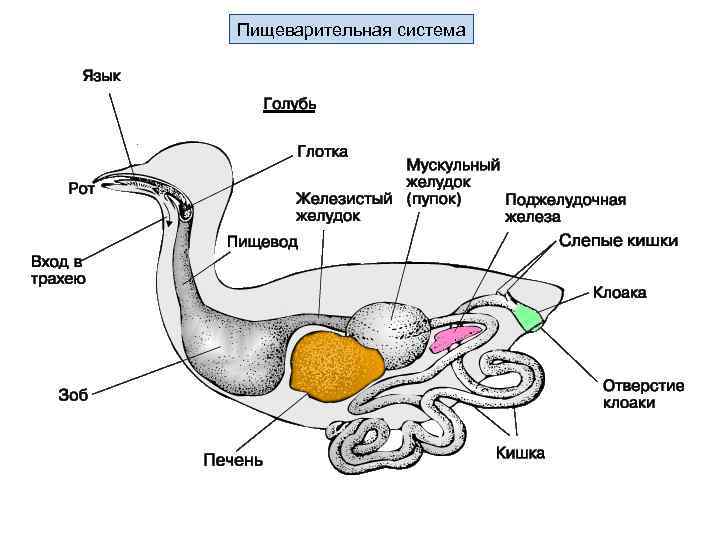 Пищеварительная система 