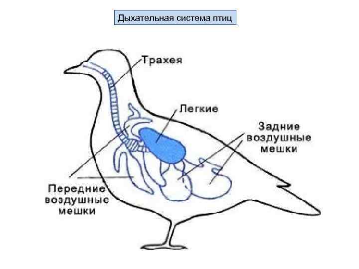 Выделительная система птиц схема