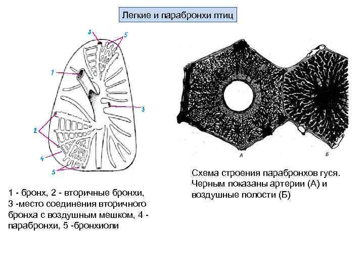 Схема легких птиц