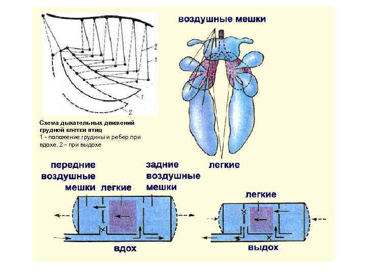 Схема дыхательных движений грудной клетки птиц 1 - положение грудины и ребер при вдохе,
