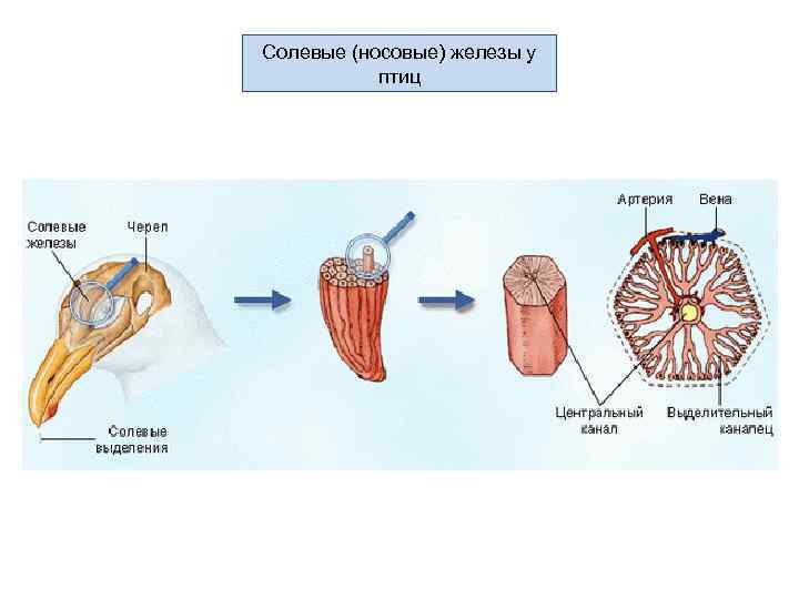 Солевые (носовые) железы у птиц 