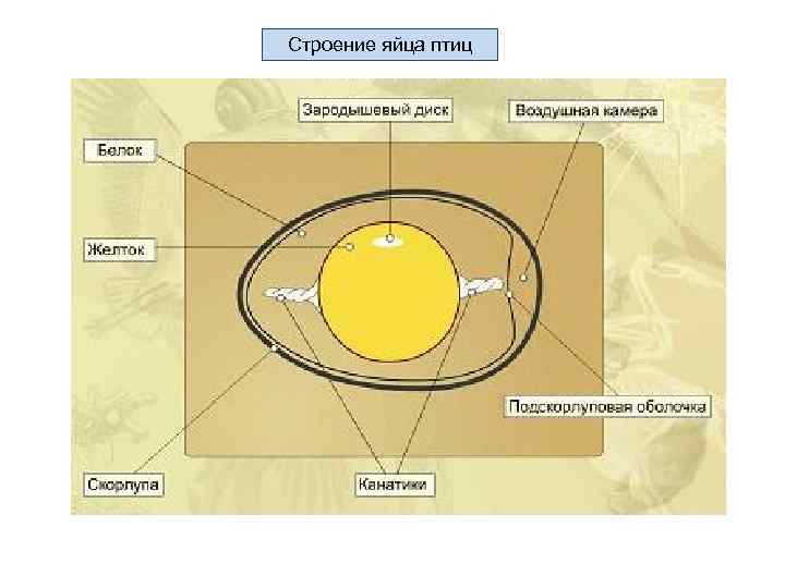 Строение яйца картинка