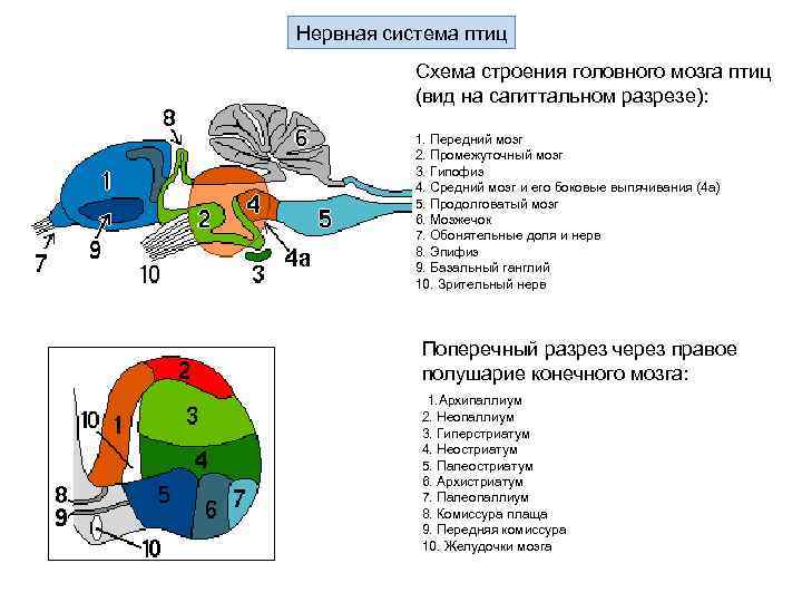 Передний мозг у птиц функции. Строение органов чувств и мозга птицы. Схема строения головного мозга птицы.