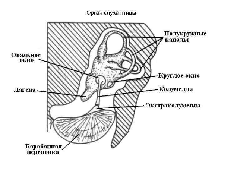 Орган слуха птицы 
