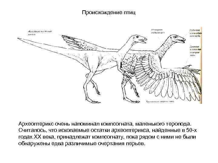 Происхождение птиц Археоптерикс очень напоминал компсогната, маленького теропода. Считалось, что ископаемые остатки археоптерикса, найденные