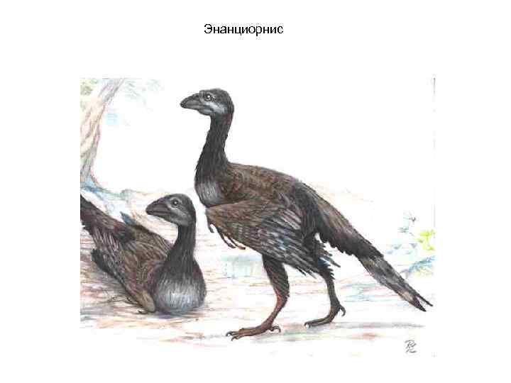 Энанциорнис 