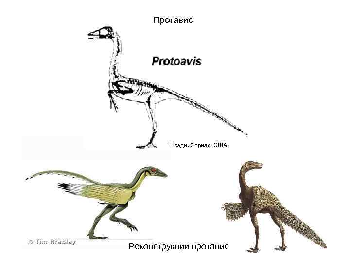 Протавис Поздний триас, США Реконструкции протавис 