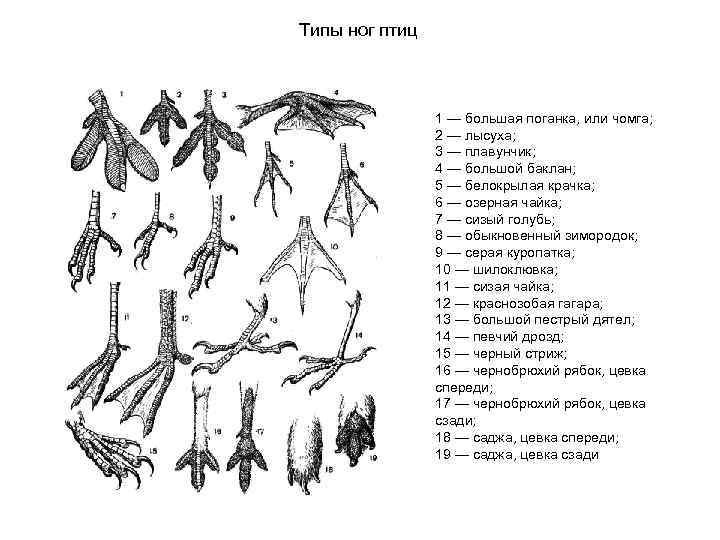 Типы ног птиц 1 — большая поганка, или чомга; 2 — лысуха; 3 —