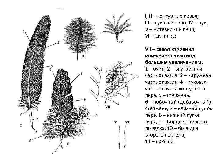 Контурное перо птицы строение и рисунок