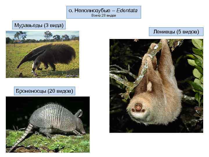 о. Неполнозубые – Edentata Всего 28 видов Муравьеды (3 вида) Ленивцы (5 видов) Броненосцы