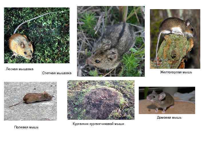 Лесная мышовка Желтогорлая мышь Степная мышовка Домовая мышь Полевая мышь Курганчик кургангчиковой мыши 