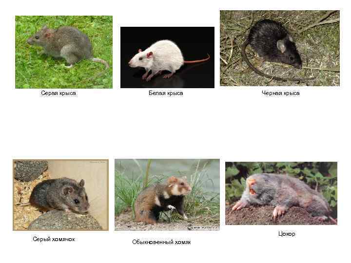 Серая крыса Серый хомячок Белая крыса Черная крыса Цокор Обыкновенный хомяк 