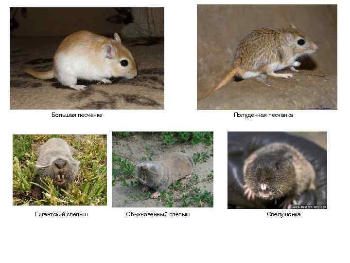 Большая песчанка Гигантский слепыш Полуденная песчанка Обыкновенный слепыш Слепушонка 