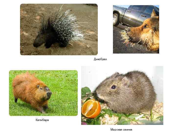 Дикобраз Капибара Морская свинка 