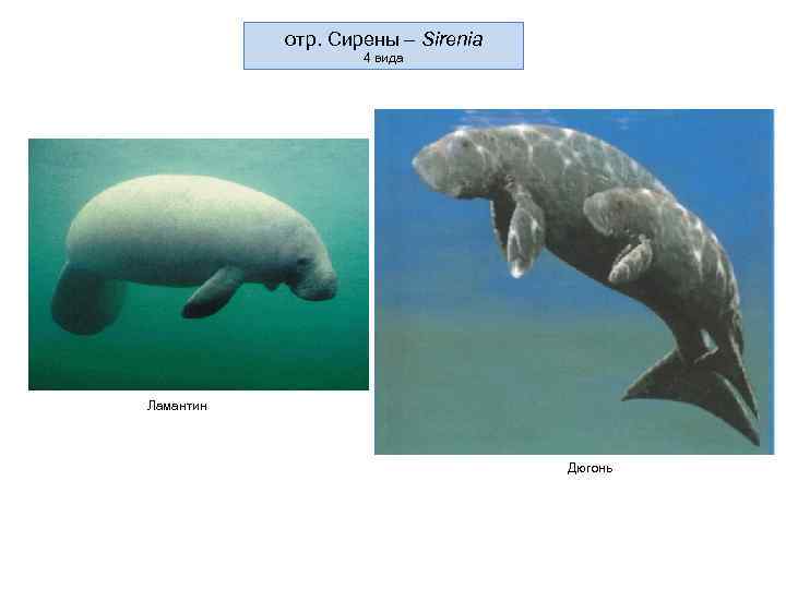отр. Сирены – Sirenia 4 вида Ламантин Дюгонь 