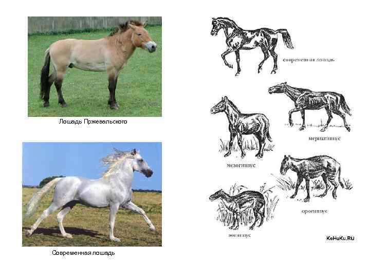 Лошадь Пржевальского Современная лошадь 